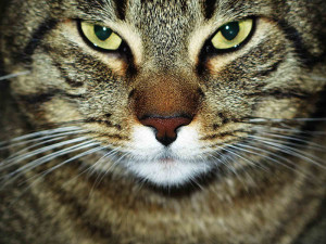 1° classificato Pelfie categoria gatti: Immacolata Moccia