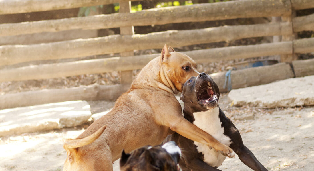 combattimento-tra-cani
