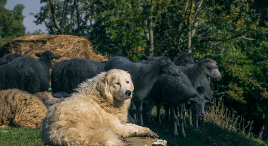 cane sequestrato