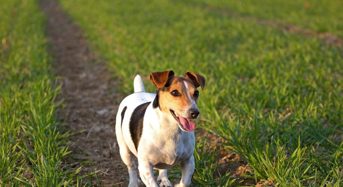 getta il cane dal balcone