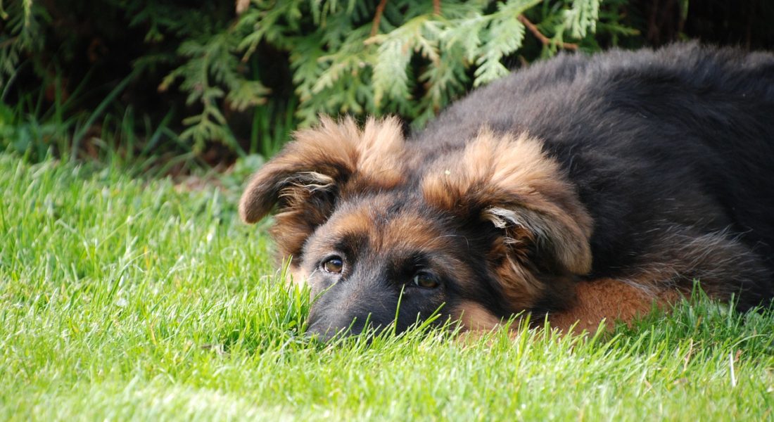 cane in giardino