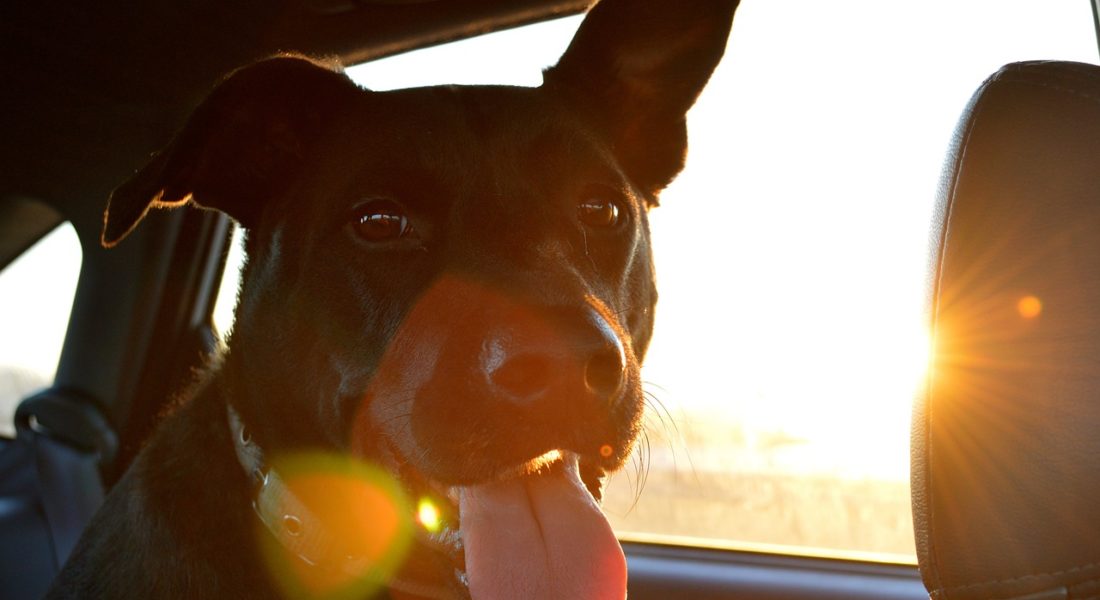 cane lasciato agonizzante