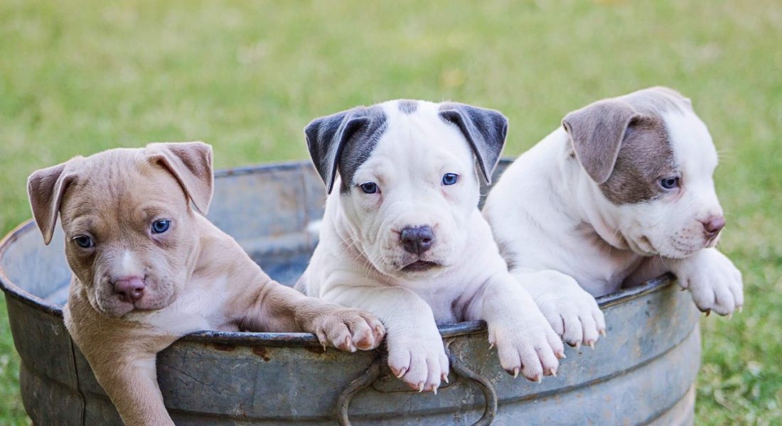 Gran Bretagna: niente più fabbriche di cuccioli