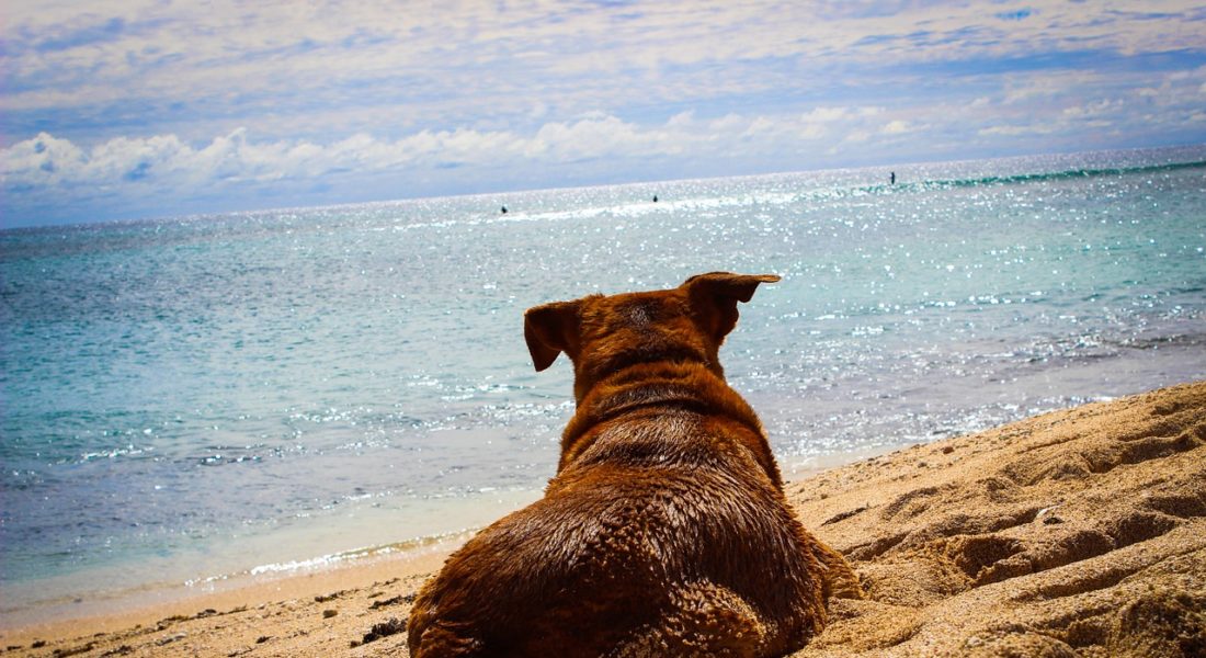 divieto dei cani in spiaggia