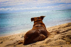 divieto dei cani in spiaggia