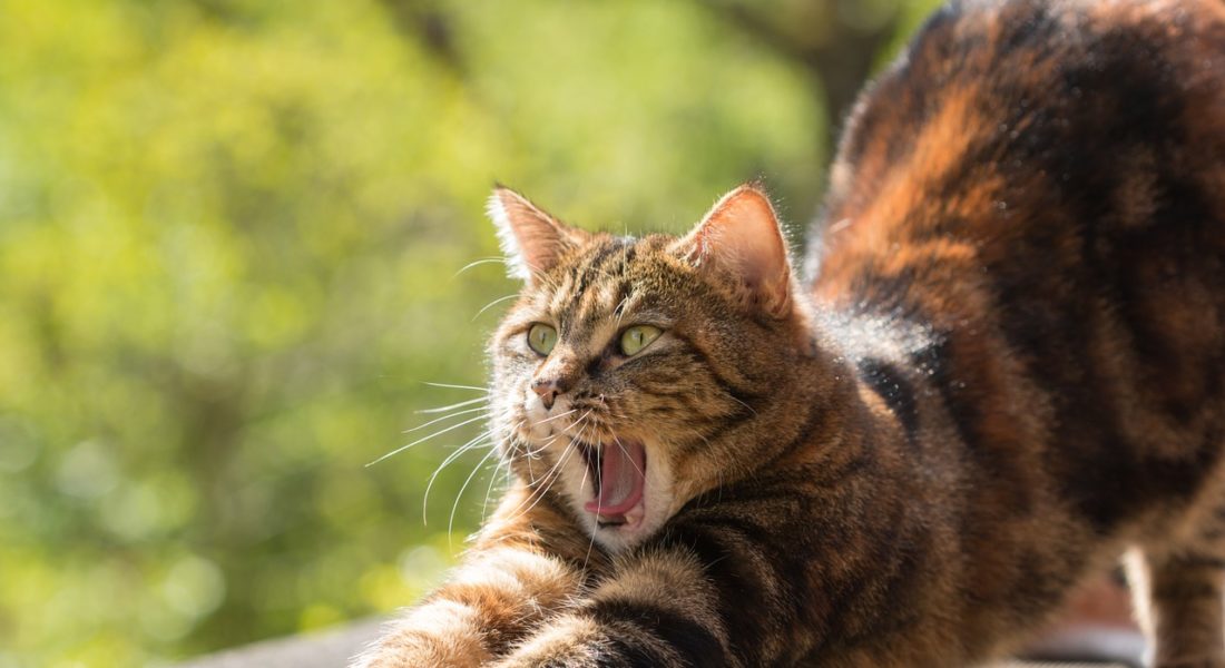 gatto incastrato in una bottiglia