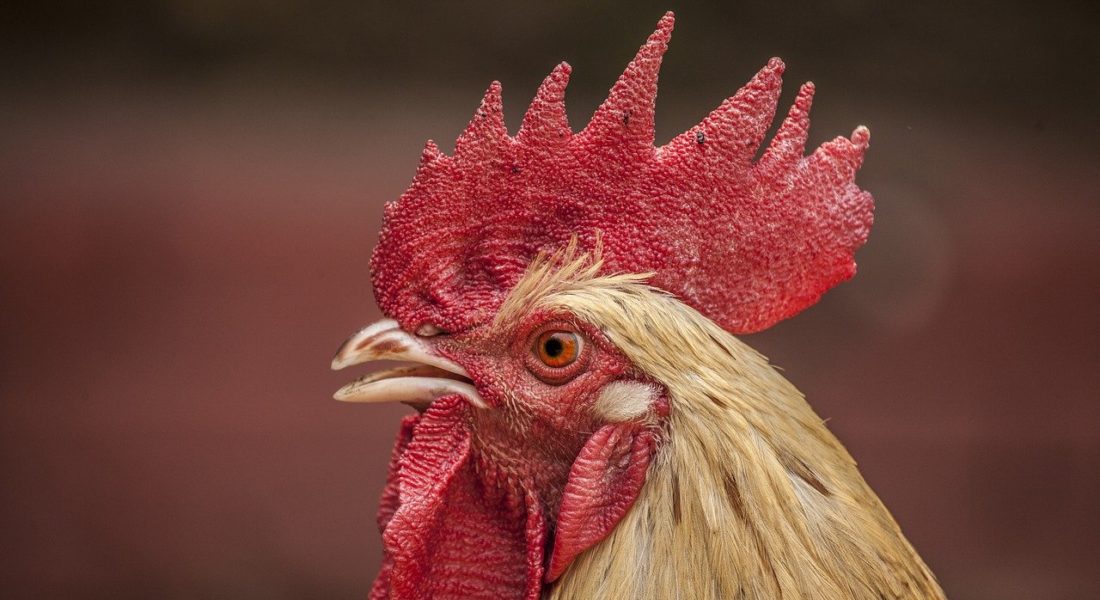 Canto del gallo disturbatore? Bisogna insonorizzarlo