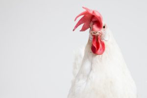 I galli disturbano? Si rischia il carcere