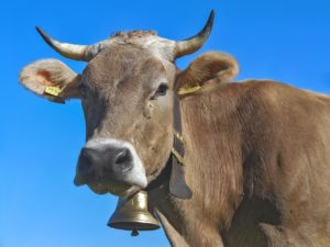 Manifesta contro i campanacci al collo delle mucche: la Svizzera non le concede la cittadinanza