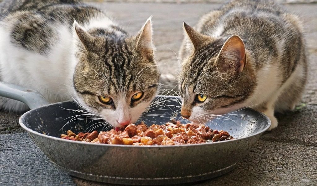 Alcuni comuni vietano l’acquisto di cibo per animali con i buoni spesa: le denuncia di Lav