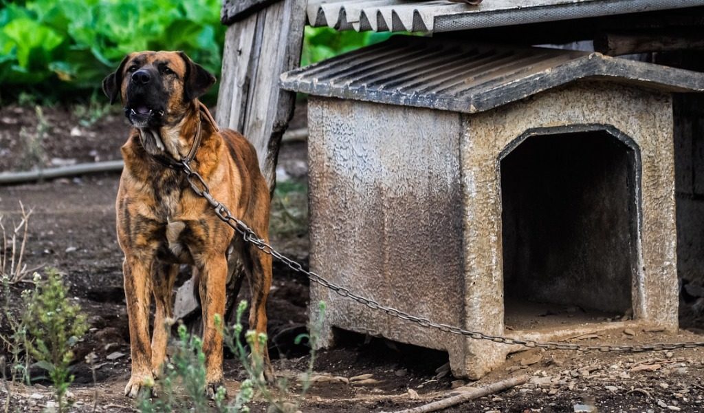 Condannata la padrona se il cane scappa dal cancello e morde un passante