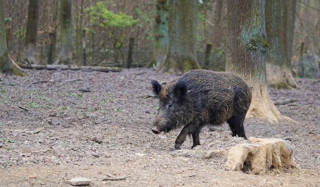 Danni causati da animali selvatici: è responsabile la Regione