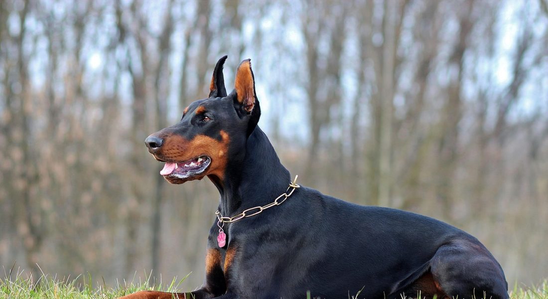 taglio di orecchie e coda dei cani