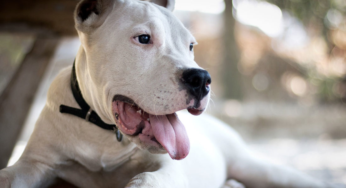 denuncia contro ignoti dogo argentino