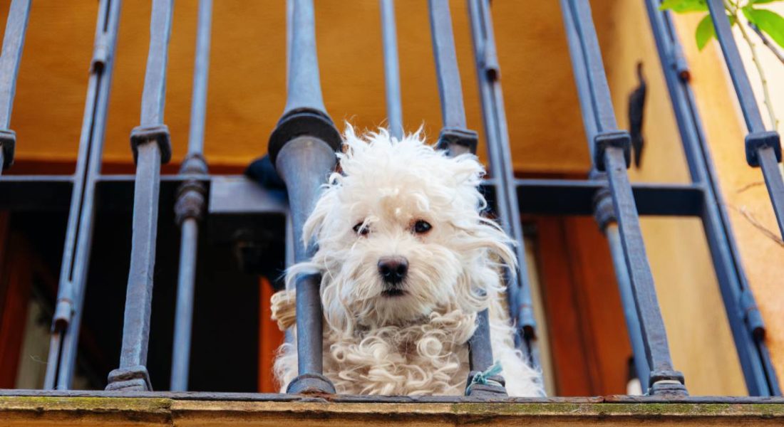 cane abbandonato balcone