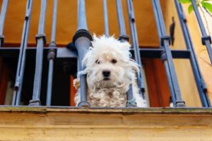 cane abbandonato balcone
