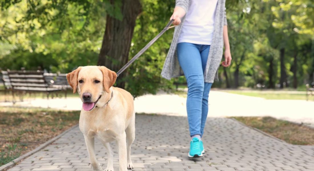 danni causati dal cane