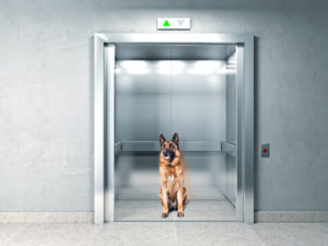 cane in ascensore