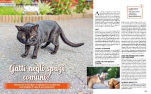 gatti in spazi comuni atti persecutori quattro zampe febbraio 2021