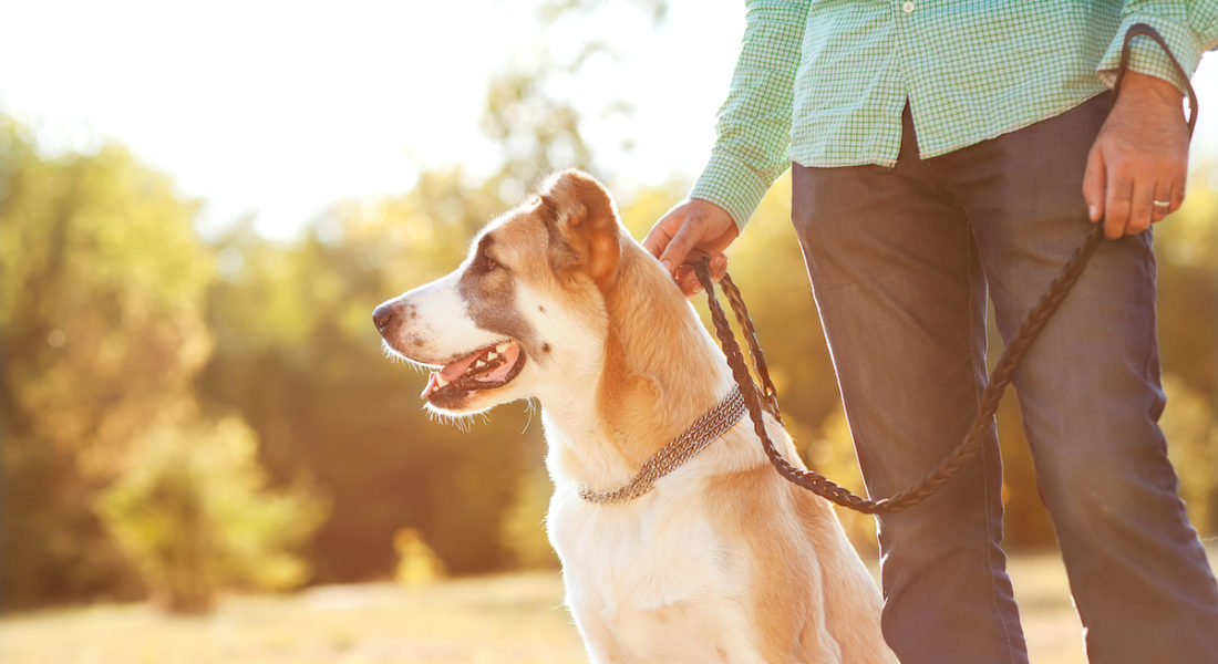 detenzione di cane altrui