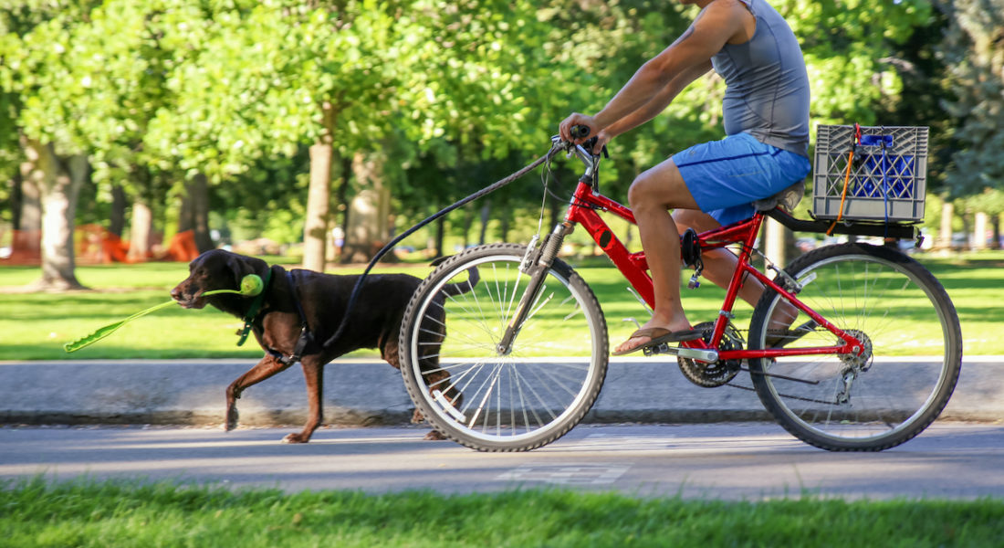 portare a spasso il cane in bicicletta