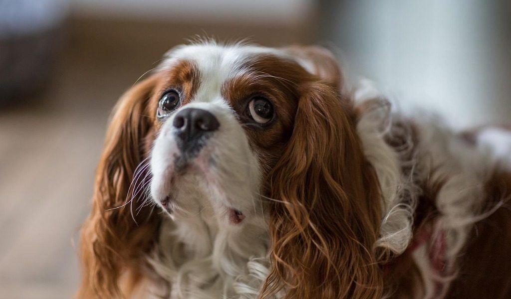 cavalier king