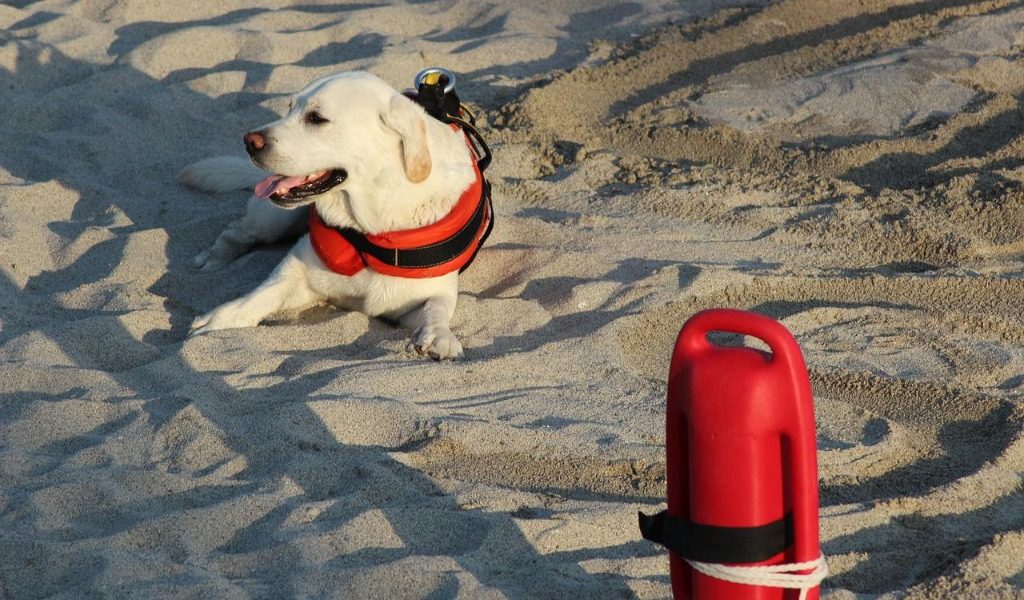 Cane da salvataggio da operare, lo Stato può pagare?