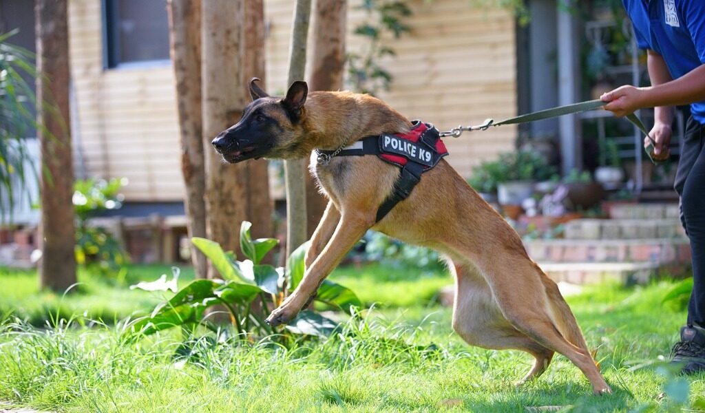 Condannato il padrone che non sa gestire il suo cane cane difesa attacco morso