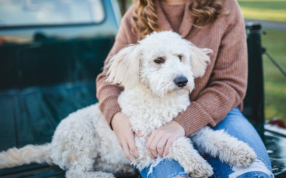 Cani e separazione