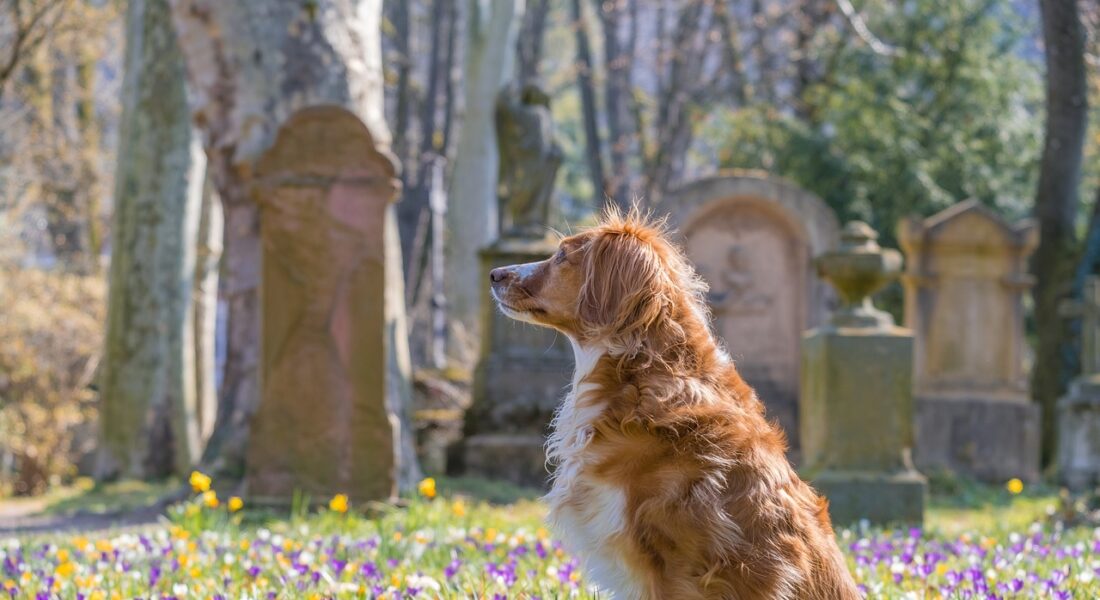 Sapresti cosa fare legalmente se il tuo cane morisse domani?