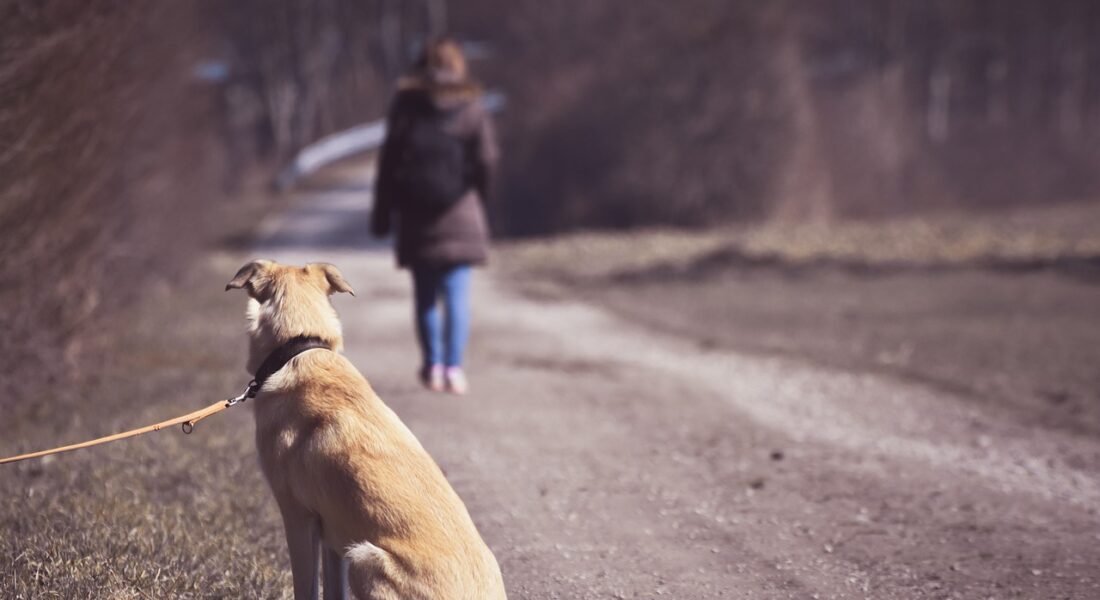 Abbandono di animali: cosa si rischia ora