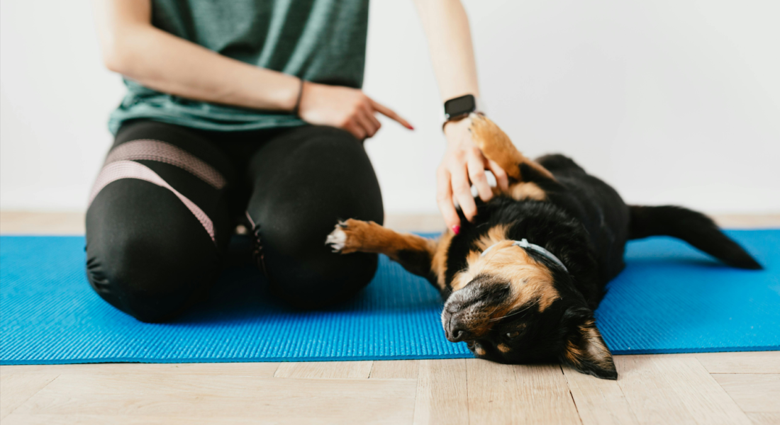 puppy yoga è legale